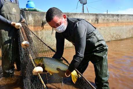 Estación de Acuicultura de ITAIPU inicia periodo de reproducción de